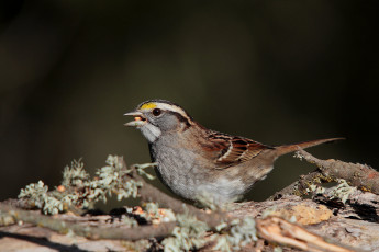Картинка животные воробьи птичка