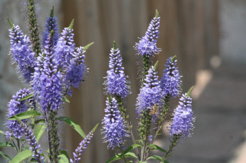 Картинка цветы растение соцветия сиреневые