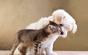 Картинка животные разные+вместе котёнок щенок