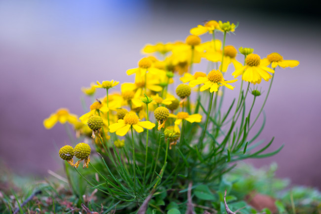 Обои картинки фото цветы, луговые , полевые,  цветы, природа, лепестки, растение, луг, сад, поле