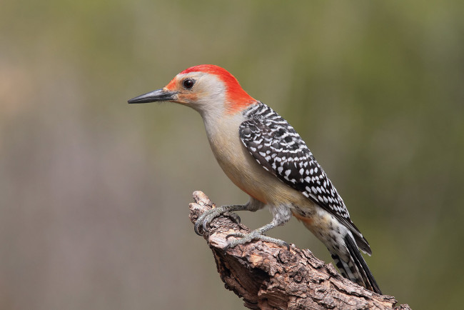 Обои картинки фото животные, дятлы, птичка