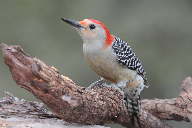 Обои картинки фото животные, дятлы, птичка