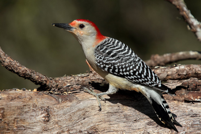 Обои картинки фото животные, дятлы, птичка