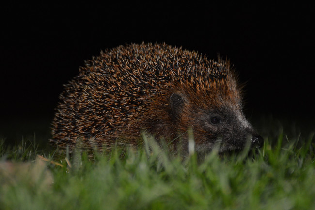 Обои картинки фото животные, ежи, ежик, глазки, мордочка, колючки