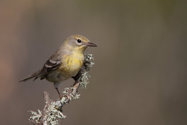 Обои картинки фото животные, птицы, птичка