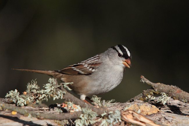 Обои картинки фото животные, воробьи, птичка