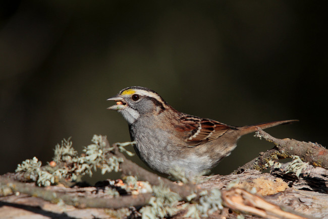 Обои картинки фото животные, воробьи, птичка