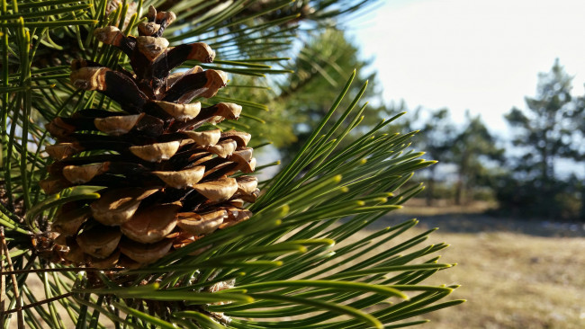 Обои картинки фото природа, шишки,  жёлуди,  каштаны, шишка, хвоя