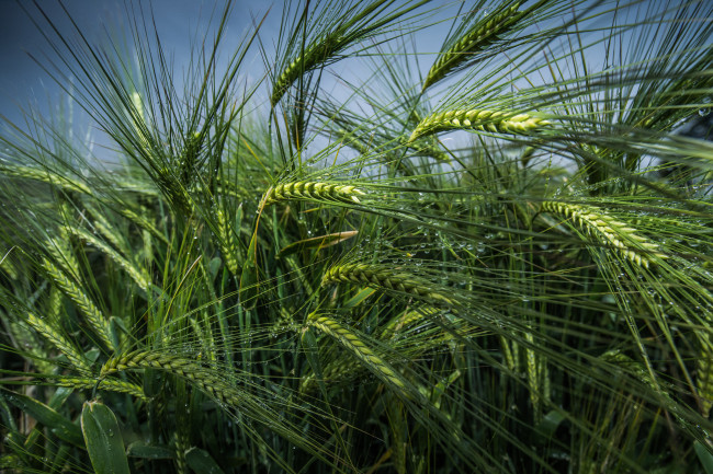 Обои картинки фото природа, поля, рожь