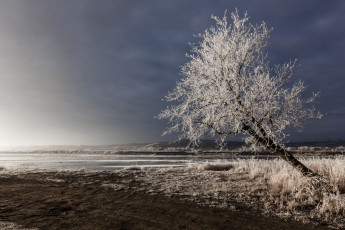 Картинка природа деревья поле зима дерево