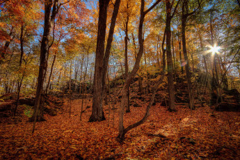 Картинка природа лес деревья