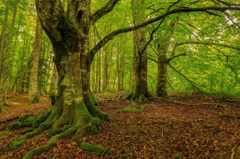 Картинка природа лес деревья