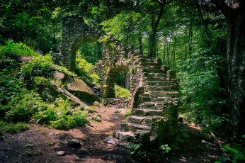 Картинка природа лес деревья