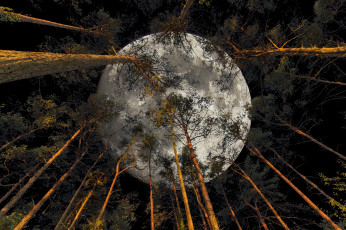 Картинка природа лес деревья