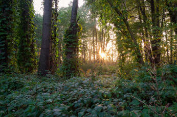 Картинка природа лес деревья