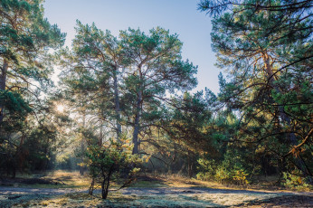 Картинка природа лес деревья