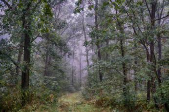 Картинка природа лес деревья