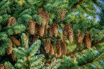 Картинка природа шишки +жёлуди +каштаны ель