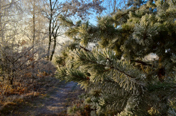 Картинка природа деревья хвоя