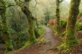 Картинка природа дороги пейзаж тропинка деревья лес