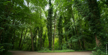 Картинка природа лес деревья