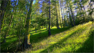 Картинка природа лес деревья