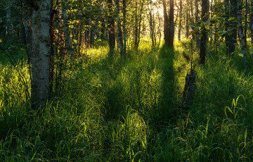 Картинка природа лес деревья