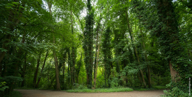 Обои картинки фото природа, лес, деревья