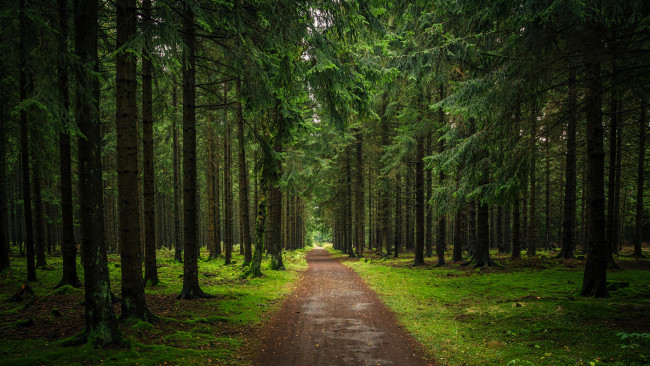 Обои картинки фото природа, дороги, пейзаж, дорога, лес, деревья