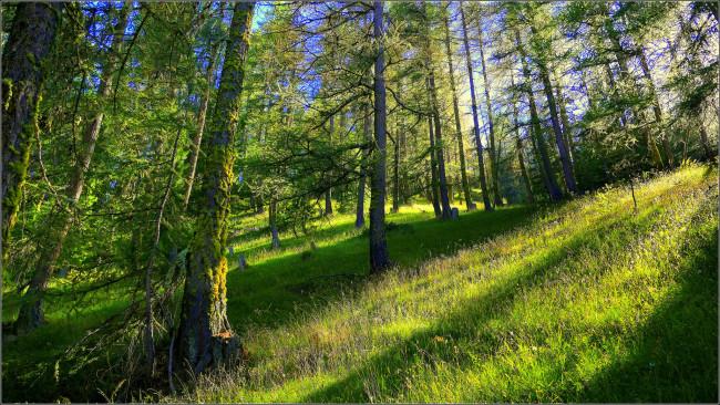 Обои картинки фото природа, лес, деревья