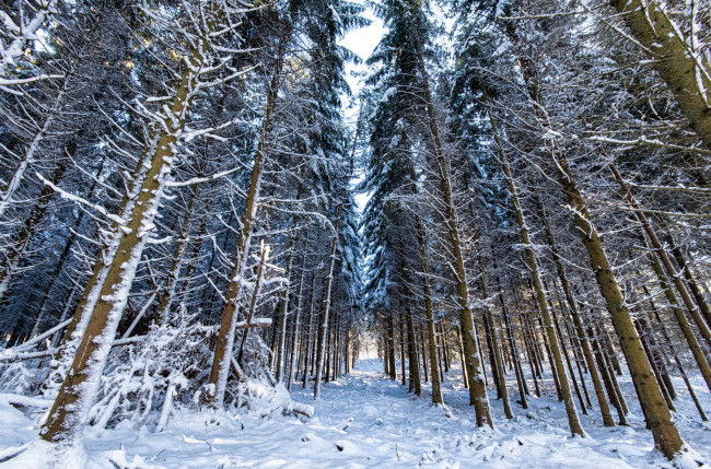 Обои картинки фото природа, лес, простор