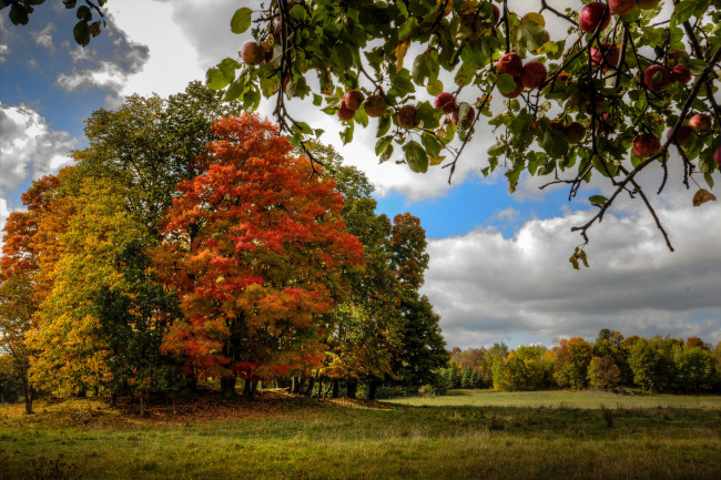 Обои картинки фото природа, лес, деревья