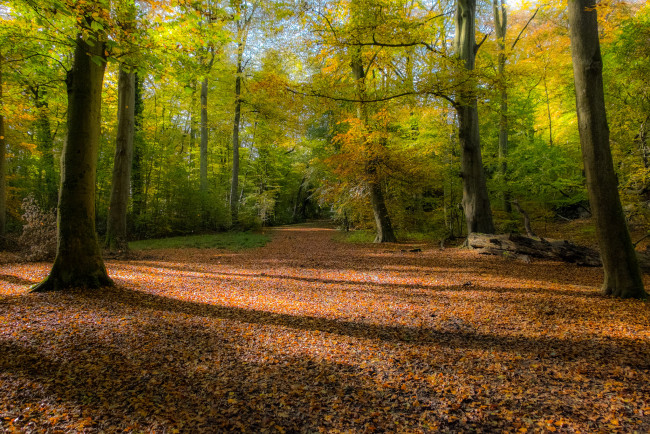 Обои картинки фото природа, лес, простор