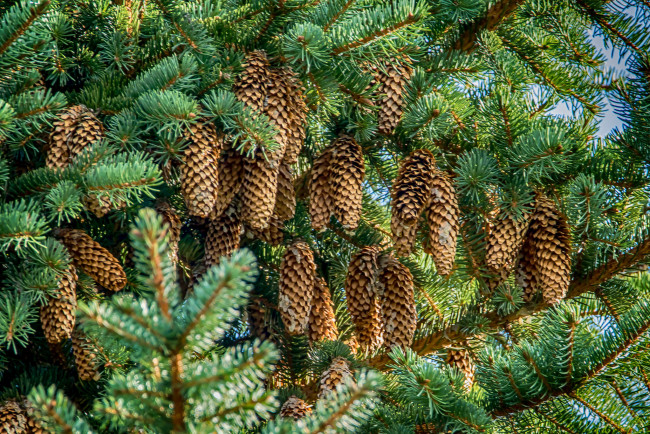 Обои картинки фото природа, шишки,  жёлуди,  каштаны, ель