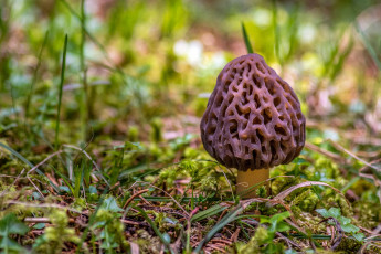 Картинка природа грибы грибок