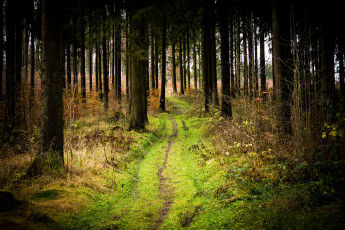 Картинка природа лес простор