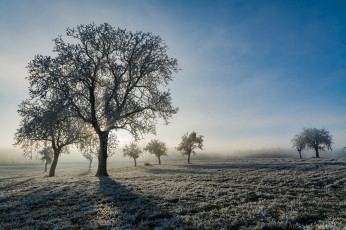 Картинка природа деревья простор