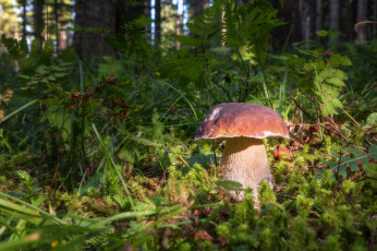 Картинка природа грибы грибок