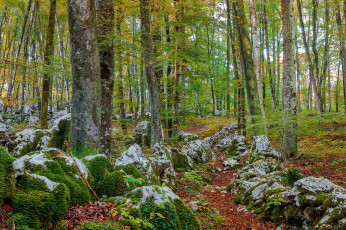 Картинка природа лес простор