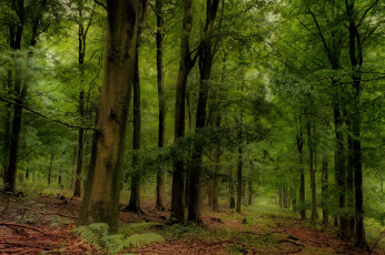 Картинка природа лес простор