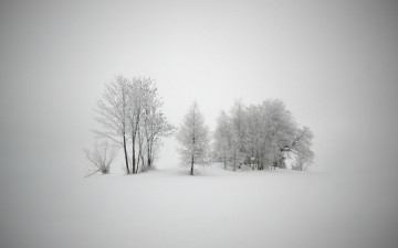 Картинка природа зима снег деревья