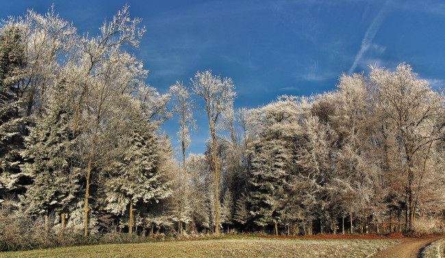 Обои картинки фото природа, лес, простор