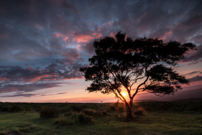 Обои картинки фото природа, деревья, простор