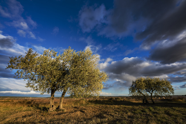 Обои картинки фото природа, деревья, простор