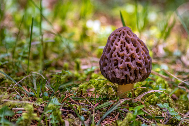 Обои картинки фото природа, грибы, грибок