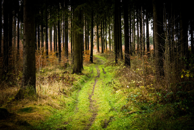 Обои картинки фото природа, лес, простор