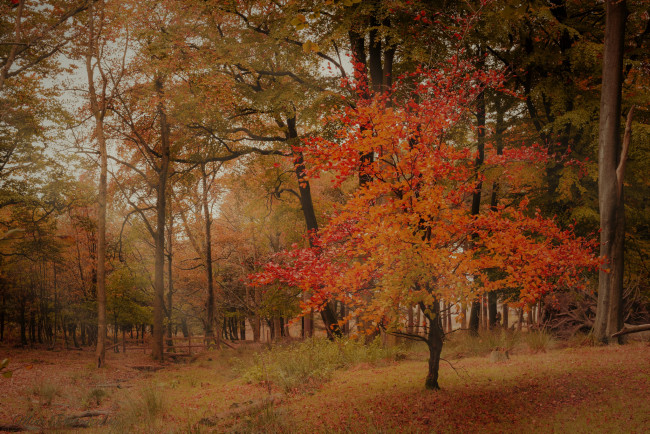 Обои картинки фото природа, лес, простор