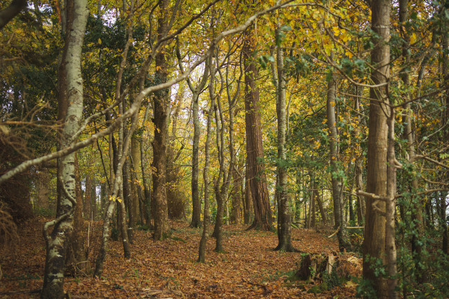 Обои картинки фото природа, лес, простор