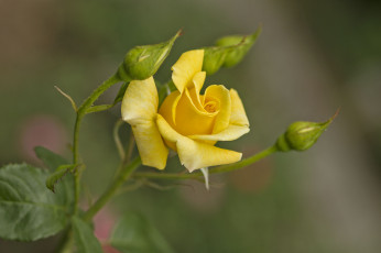 Картинка цветы розы лепестки бутон