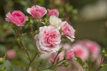 Картинка цветы розы лепестки бутон